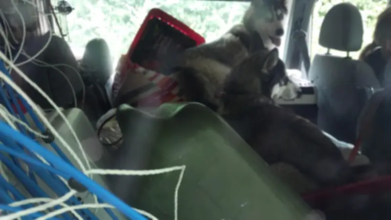 19 Huskys aus Kastenwagen gerettet: Bundespolizei stoppt Tier-Transport
