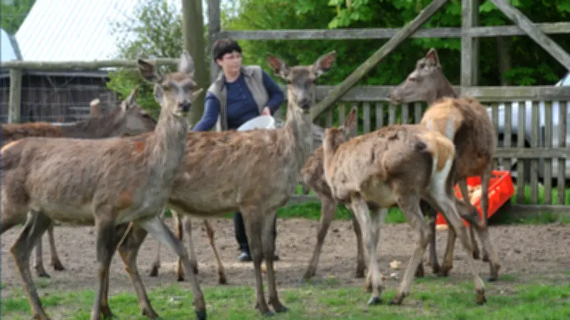 3D-Bogenparcours im Naturerlebnispark Mühlenhagen eröffnet