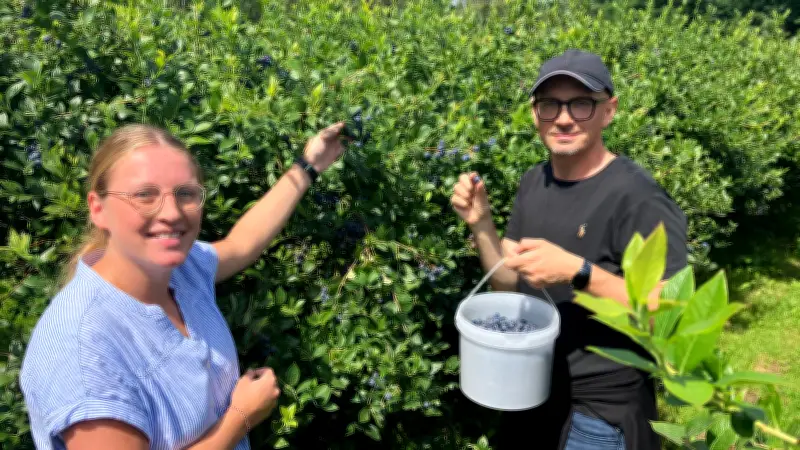 Blaubeeren selbst pflücken in Picher: Sortenvielfalt und fairer Preis
