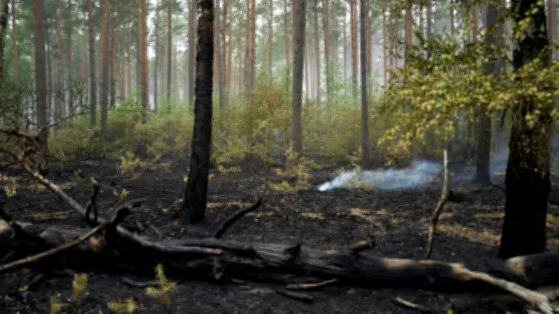 Großbrand im Müritz-Nationalpark gelöscht – Glutgefahr bleibt