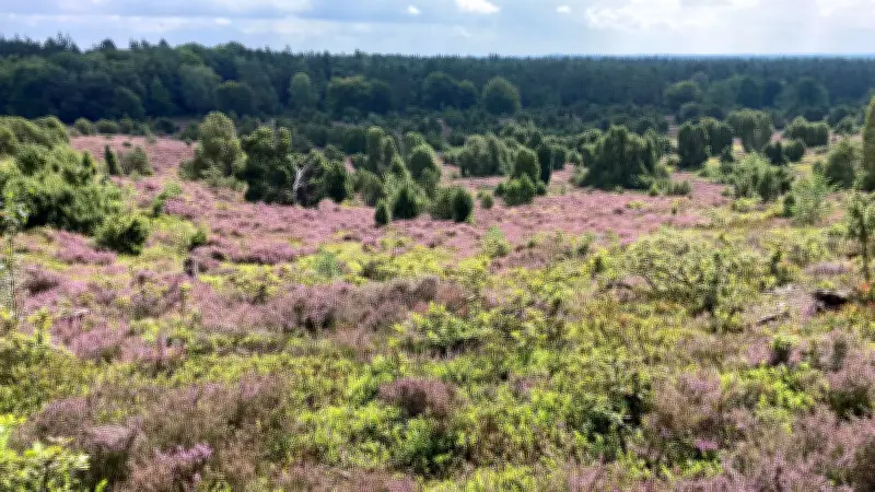 Lüneburger Heide: Blüte beginnt erneut früher als üblich