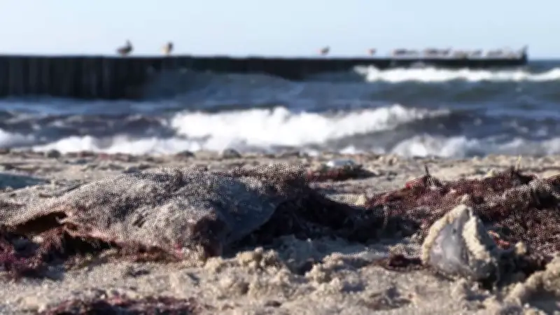 Ostsee in Not: Todeszonen nehmen zu – Experte warnt vor Fischsterben