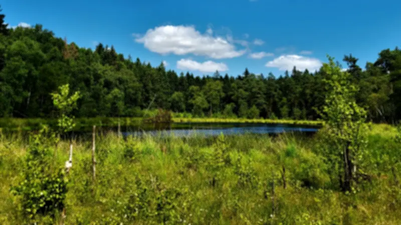 Romantischer Wanderweg bei Wrangelsburg: Seeadler, Sonnentau, Burgwall