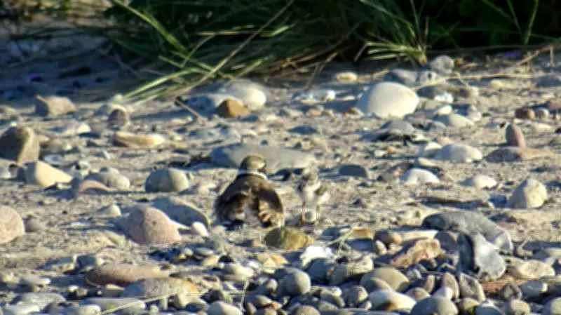 Schutz des Sandregenpfeifers: Erste Erfolge an Ostseeküste