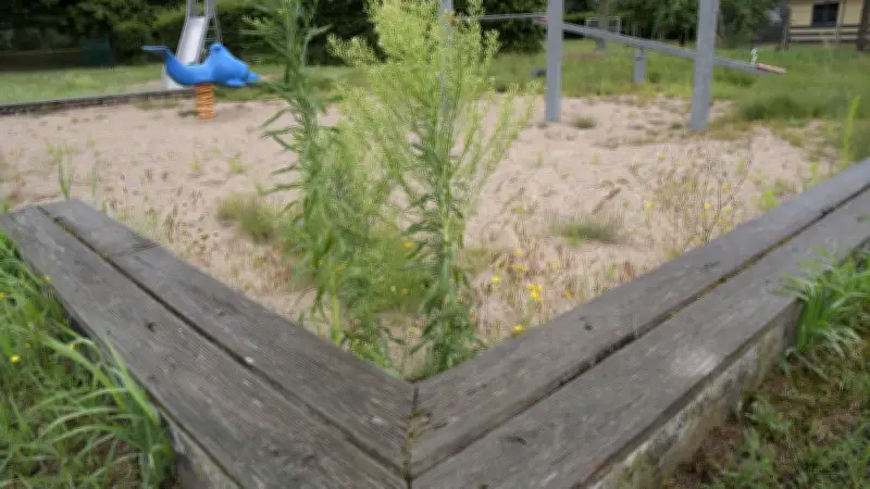 Verwilderter Spielplatz in Hoppenwalde: Stadt plant Sanierung für 2.000 Euro