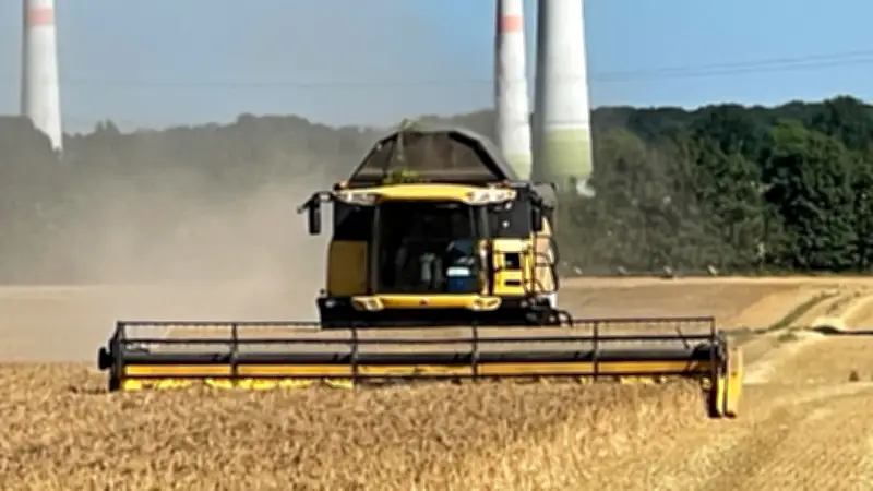 Wintergerste-Ernte in SH: Gute Erträge, Raps schwächelt