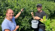 Blaubeeren selbst pflücken in Picher: Sortenvielfalt und fairer Preis