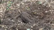 Drei Tellerminen aus dem Zweiten Weltkrieg bei Wöbbelin gefunden