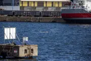 Erneuter Wal im Hafen von Wismar gesichtet – Haut in schlechtem Zustand