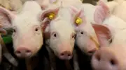 Ferkelerzeuger Geestferkel insolvent: 188 Beschäftigte verlieren Perspektive