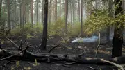 Großbrand im Müritz-Nationalpark gelöscht – Glutgefahr bleibt