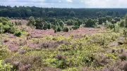 Lüneburger Heide: Blüte beginnt erneut früher als üblich