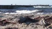 Ostsee in Not: Todeszonen nehmen zu – Experte warnt vor Fischsterben