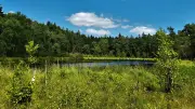 Romantischer Wanderweg bei Wrangelsburg: Seeadler, Sonnentau, Burgwall