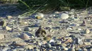 Schutz des Sandregenpfeifers: Erste Erfolge an Ostseeküste