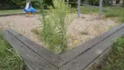 Verwilderter Spielplatz in Hoppenwalde: Stadt plant Sanierung für 2.000 Euro