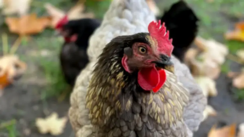 15 Cent: Welche Pflicht jetzt für alle Tierhalter gilt
