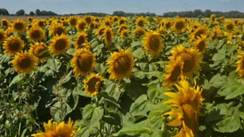 All you can pflück: Sonnenblumenfeld in Neu Sanitz für guten Zweck