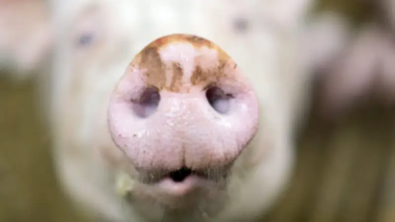 Bauern schlagen Alarm: Fast jede zweite Sau ist verschwunden