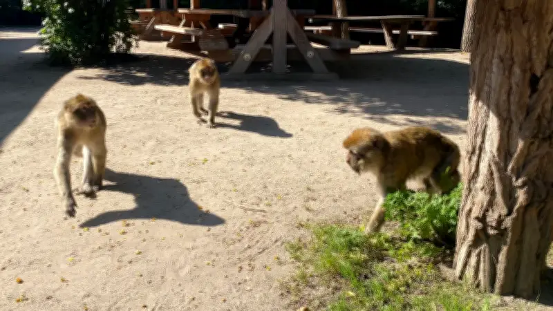 Berberaffe in Ueckermünde entwischt: Polizeieinsatz in der Chausseestraße
