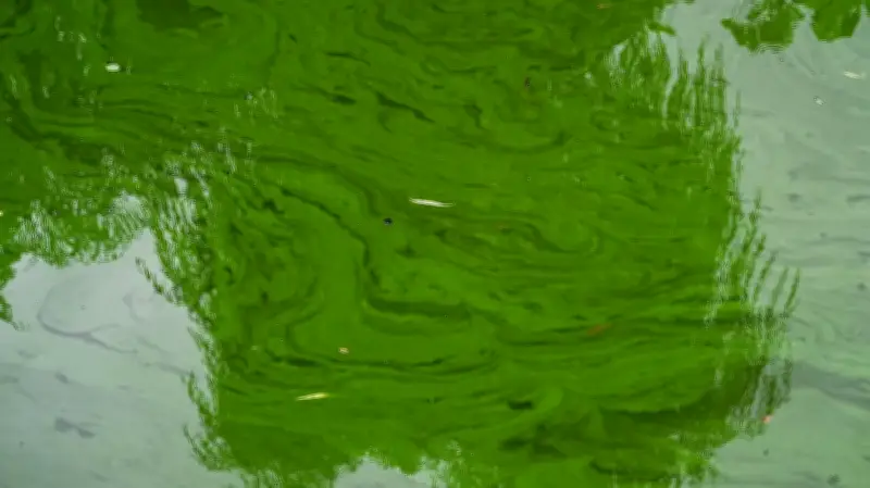 Blaualgen im Neukloster See: Gesundheitsamt warnt vor Baden