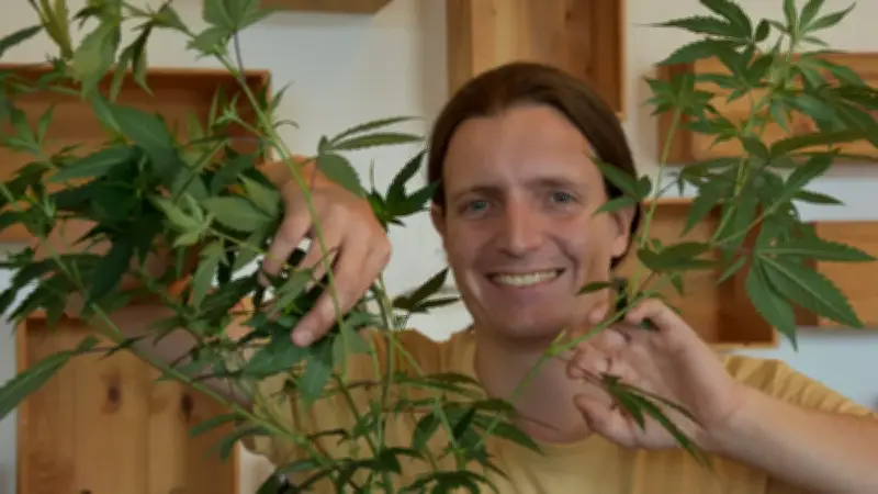 Erste Bio-Cannabis-Ernte im Piff Paff Cannabis Club Rostock