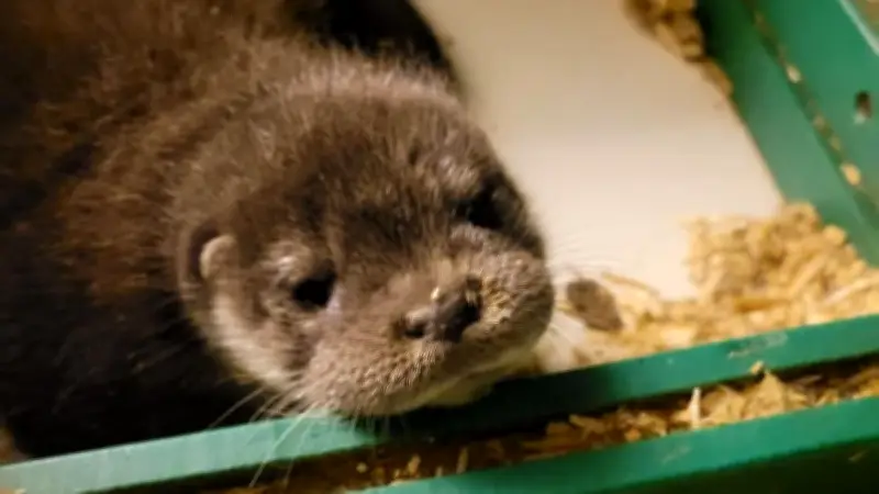 Erstes Otterbaby im Zoo Rostock: Mama Heidi führt Tochter ins Wasser