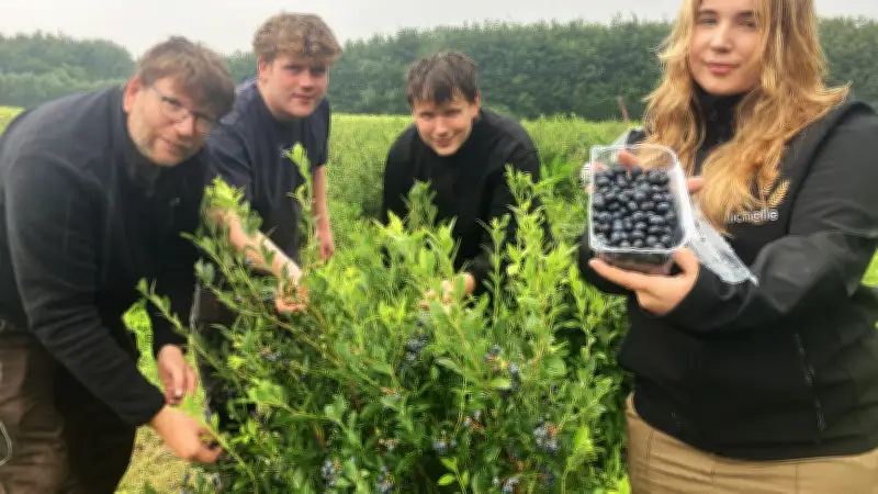 Heidelbeeren-Sommer in Rottmannshagen: Selbstpflücken und Lieferung