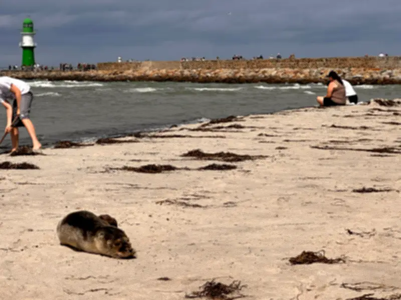 Junger Seehund aus Warnemünde erholt sich im Marine Science Center