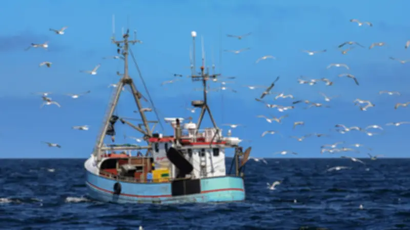 Kritik an EU-Plänen: Heringsfischerei in der Ostsee vor dem Aus?