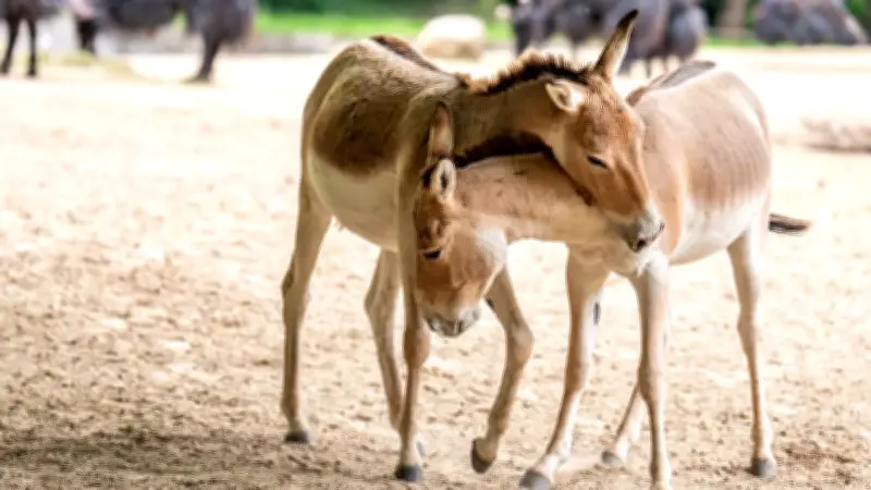 Kulan-Hengst Mushu: Neuer Hoffnungsträger im Rostocker Zoo