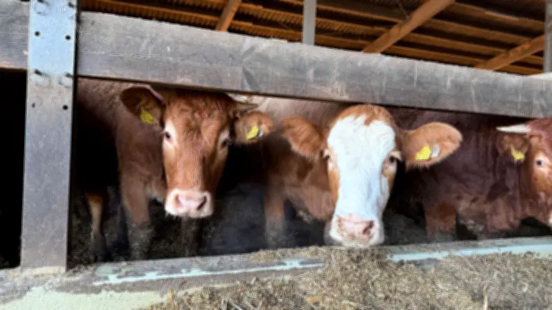 Neues Virus bei Rindern in Süddeutschland nachgewiesen