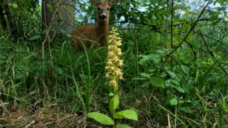 Orchideen im Peenetalmoor: Mit falschen Liebesdüften – wie lange noch?