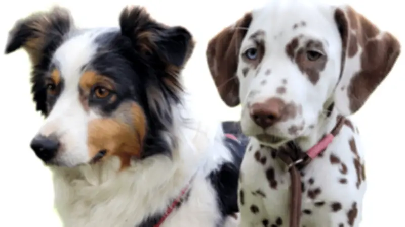 Pfote und Plausch am Bahnhof Dargun: Ein Tag für Hundehalter