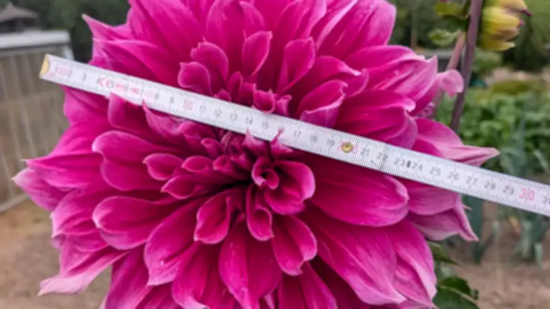 Rekordblüte in Neu Pampow: Dahlie misst 30 Zentimeter