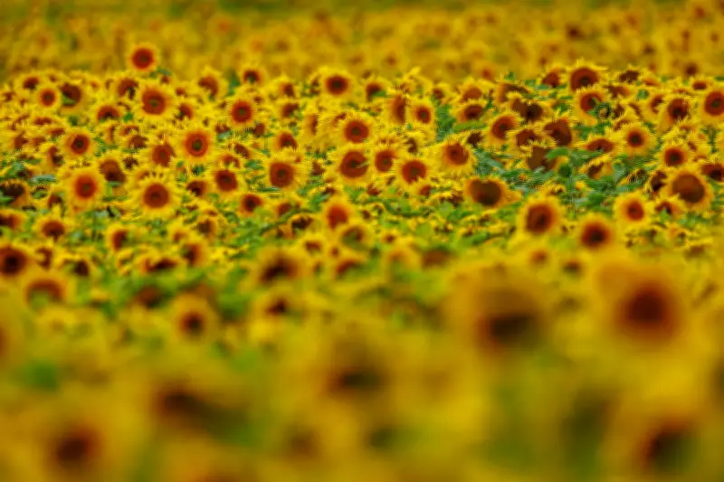 Sonnenblumenanbau in MV verdoppelt sich 2026 auf 7.033 Hektar