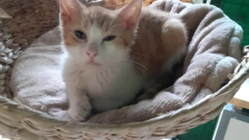 Tierschützer alarmiert: Kitten sterben nach Impfung im Katzenparadies