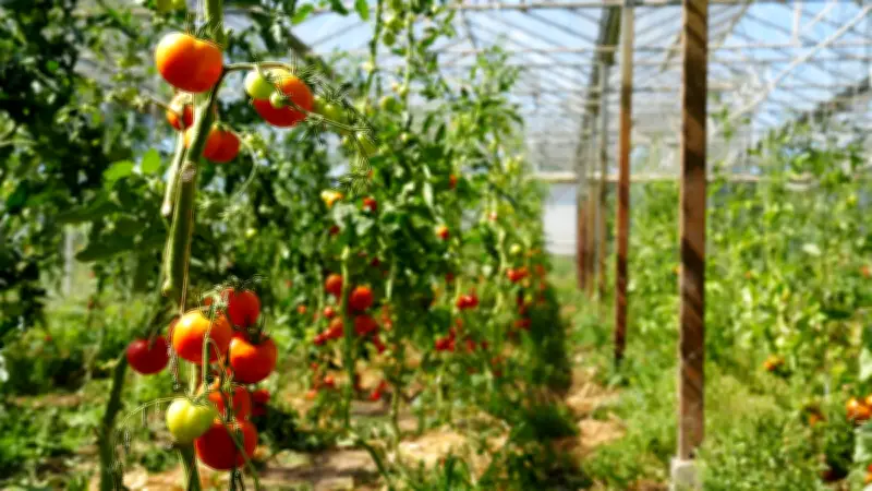 Tomaten vom Fleesensee: Erstmals im Handel in Göhren-Lebbin und Röbel