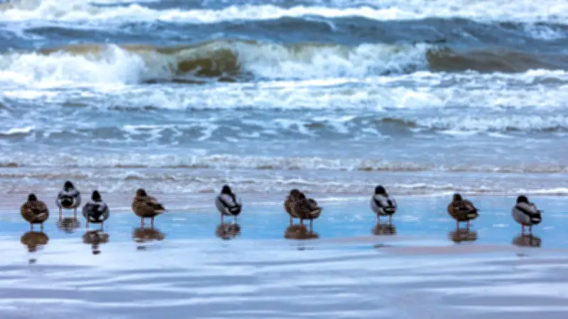 Tote Ente am Ostseestrand: Polizei prüft Kinder-Vorwürfe