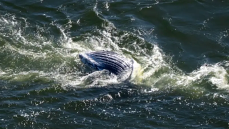 Toter Buckelwal in der Ostsee: Experten planen Obduktion