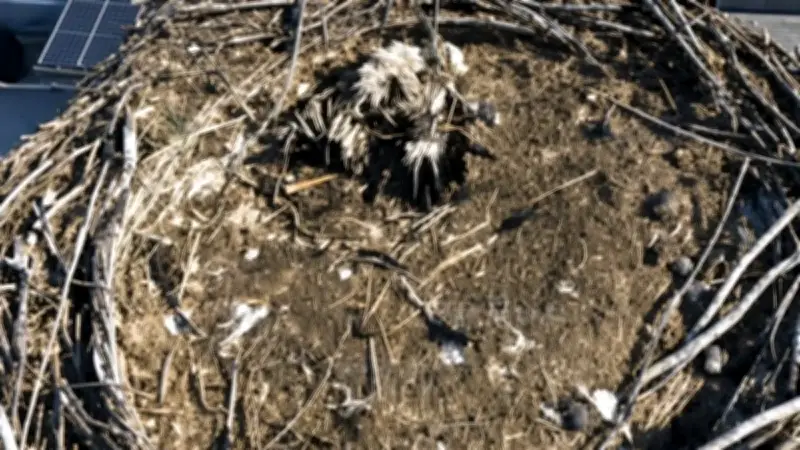 Toter Jungstorch in Löcknitz: Drohne entdeckt traurigen Fund im Nest