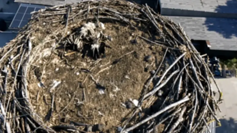 Toter Jungstorch in Löcknitz: Drohne zeigt traurigen Fund im Nest