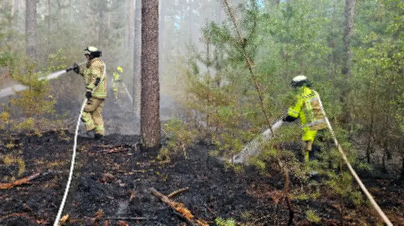 Waldbrand nahe Landratsamt Neustrelitz: Feuerwehr stoppt Flammen