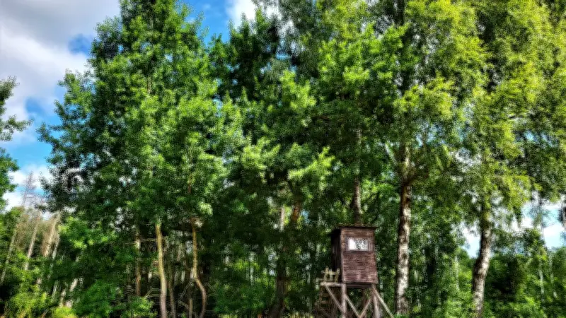 Zitterpappel ist Baum des Jahres 2026 in Vorpommern