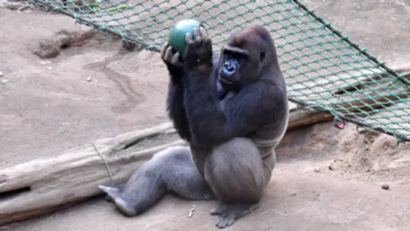Zoo Rostock saniert Tropenhalle: Brücken im Darwineum werden erneuert
