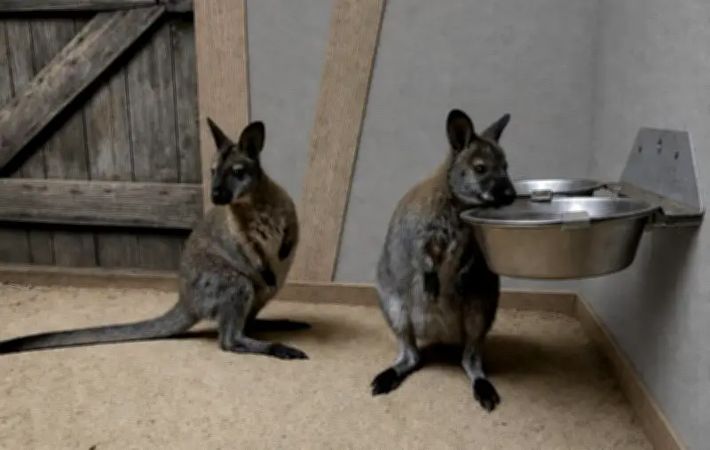 Zwei neue Kängurus im Tierpark Wolgast eingetroffen