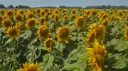 All you can pflück: Sonnenblumenfeld in Neu Sanitz für guten Zweck