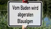 Blaualgen im Kummerower See: Warnung an mehreren Badestellen