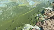 Blaualgen-Verdacht: Warnung für Ostsee-Strände bei Warnemünde