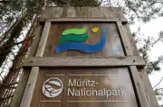 Erneuter Waldbrand im Müritz-Nationalpark bei Kratzeburg